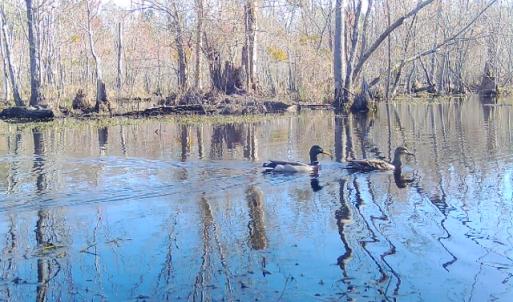 Photo #26 of 973 Mosely Road, Walstonburg, NC 204.2 acres