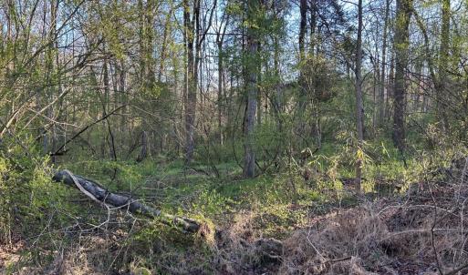 Photo #13 of 1006 Stephenson Road, Benson, NC 7.5 acres