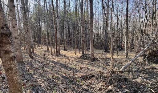 Photo #19 of SOLD property in Off Purcell rd , Reidsville, NC 143.5 acres