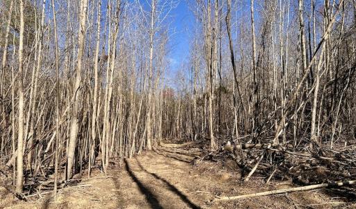 Photo #27 of SOLD property in Off Purcell rd , Reidsville, NC 143.5 acres