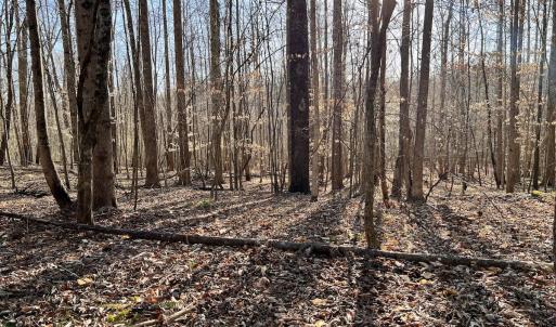Photo #28 of SOLD property in Off Purcell rd , Reidsville, NC 143.5 acres