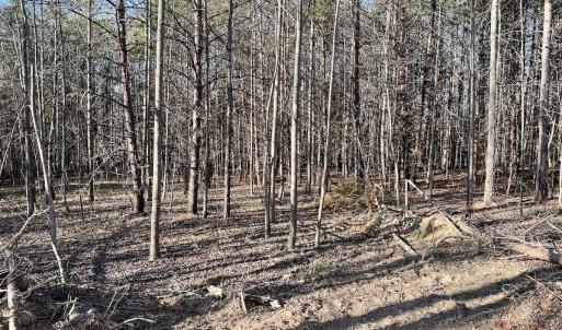 Photo #29 of SOLD property in Off Purcell rd , Reidsville, NC 143.5 acres