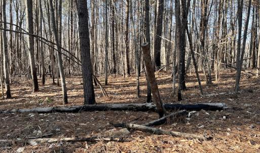 Photo #33 of SOLD property in Off Purcell rd , Reidsville, NC 143.5 acres