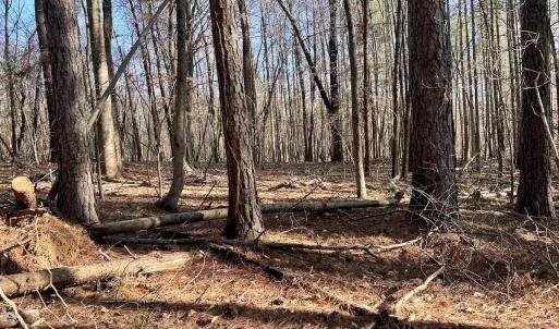 Photo #35 of SOLD property in Off Purcell rd , Reidsville, NC 143.5 acres
