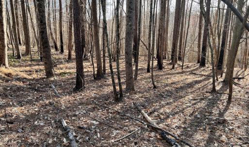Photo #44 of SOLD property in Off Purcell rd , Reidsville, NC 143.5 acres
