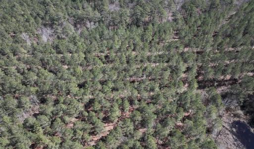 Photo #35 of 7725 Swift Creek School Road, Whitakers, NC 210.0 acres