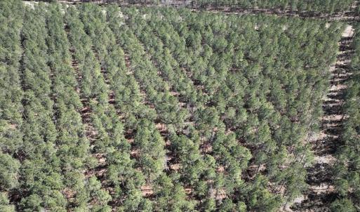Photo #38 of 7725 Swift Creek School Road, Whitakers, NC 210.0 acres
