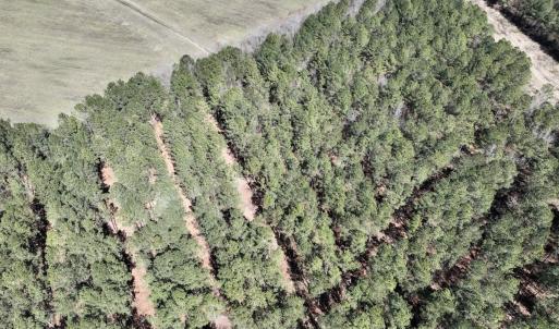Photo #39 of 7725 Swift Creek School Road, Whitakers, NC 210.0 acres
