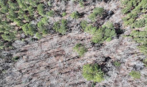 Photo #48 of 7725 Swift Creek School Road, Whitakers, NC 210.0 acres