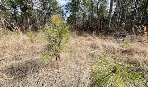 Photo #49 of 7725 Swift Creek School Road, Whitakers, NC 210.0 acres