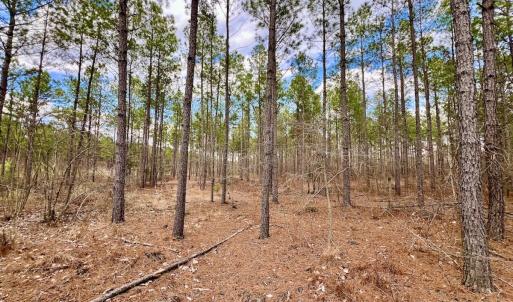 Photo #53 of 7725 Swift Creek School Road, Whitakers, NC 210.0 acres