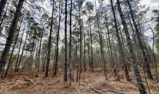 Photo #54 of 7725 Swift Creek School Road, Whitakers, NC 210.0 acres