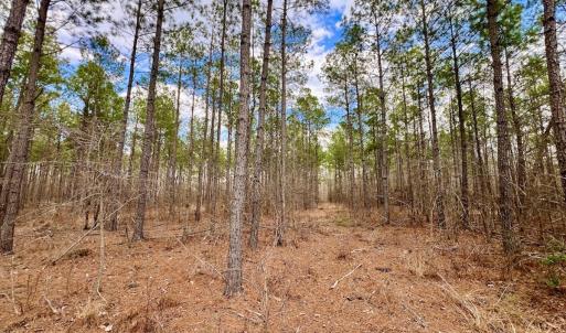 Photo #55 of 7725 Swift Creek School Road, Whitakers, NC 210.0 acres