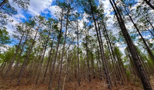 Photo #56 of 7725 Swift Creek School Road, Whitakers, NC 210.0 acres