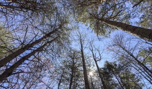 Photo #7 of Lot-3, Off Goodman Road, Pelham, NC 3.3 acres