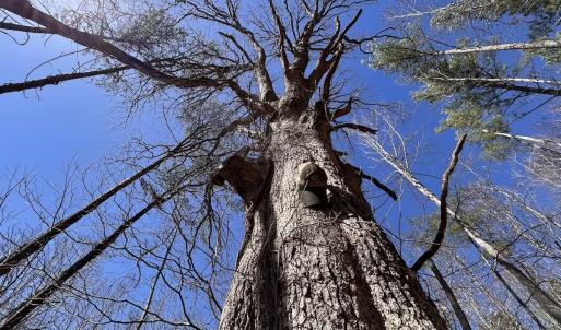 Photo #74 of 80 Oriskany Square , Eagle Rock, VA 35.8 acres