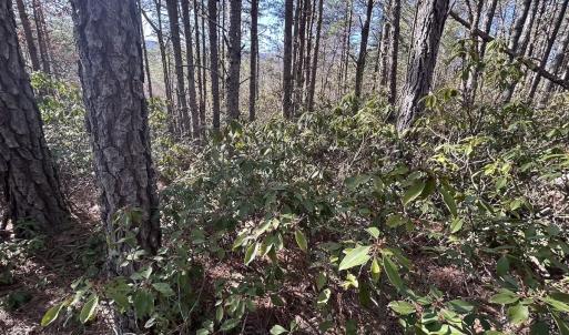 Photo #79 of 80 Oriskany Square , Eagle Rock, VA 35.8 acres