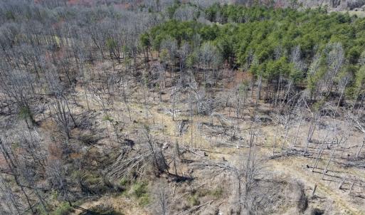 Photo #29 of Off Goodman Road, Lot-6, Pelham, NC 8.6 acres