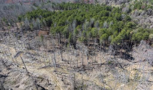 Photo #31 of Off Goodman Road, Lot-6, Pelham, NC 8.6 acres