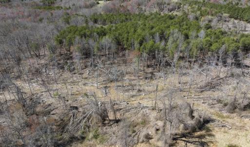 Photo #34 of Off Goodman Road, Lot-6, Pelham, NC 8.6 acres