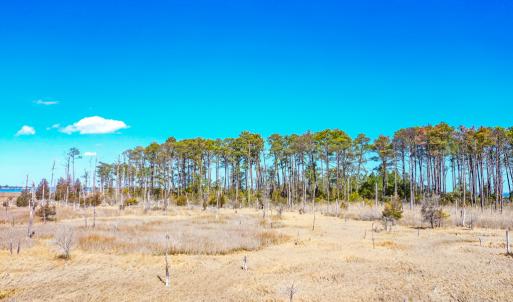 Photo #49 of Off Bay Tree Beach Rd, Seaford, VA 185.0 acres
