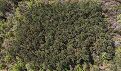 Photo #26 of Off Saxon Avenue, Lumberton, NC 76.7 acres