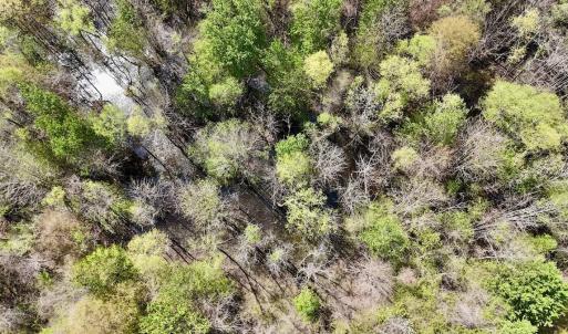 Photo #27 of Off Saxon Avenue, Lumberton, NC 76.7 acres