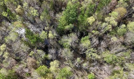 Photo #28 of Off Saxon Avenue, Lumberton, NC 76.7 acres