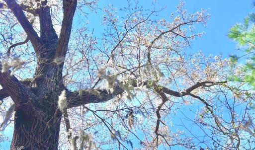 Photo #30 of Off Saxon Avenue, Lumberton, NC 76.7 acres