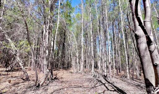 Photo #38 of Off Saxon Avenue, Lumberton, NC 76.7 acres