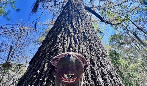 Photo #34 of Off Saxon Avenue, Lumberton, NC 76.7 acres