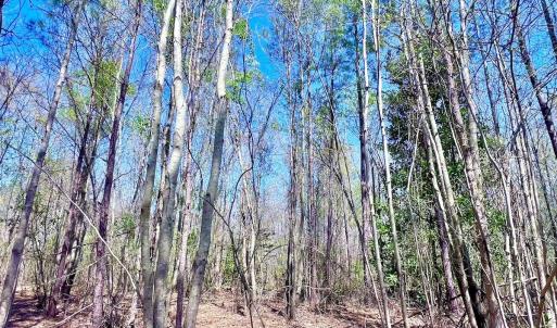 Photo #35 of Off Saxon Avenue, Lumberton, NC 76.7 acres