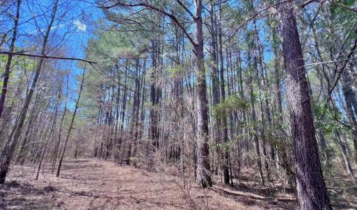 Photo #40 of Off Saxon Avenue, Lumberton, NC 76.7 acres
