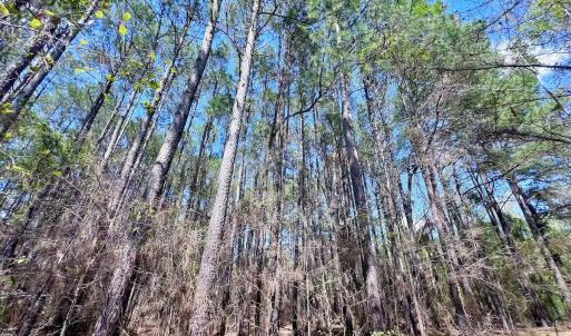 Photo #41 of Off Saxon Avenue, Lumberton, NC 76.7 acres