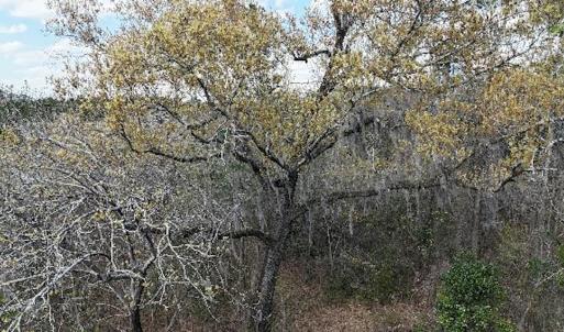 Photo #43 of Off Saxon Avenue, Lumberton, NC 76.7 acres