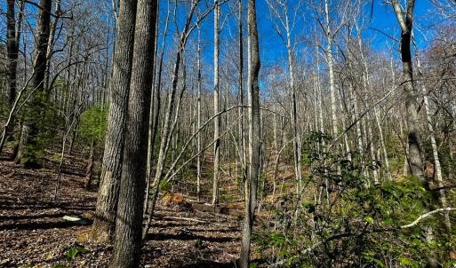 Photo #17 of Off Pole Bridge Road, Stuart , VA 41.2 acres