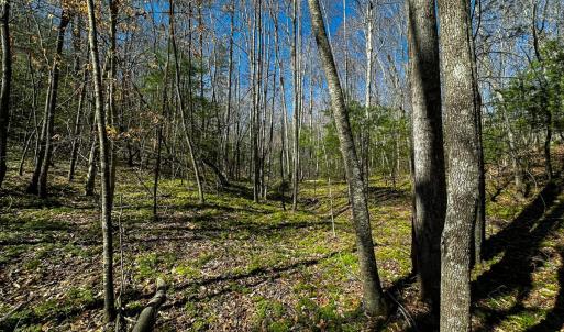 Photo #20 of Off Pole Bridge Road, Stuart , VA 41.2 acres