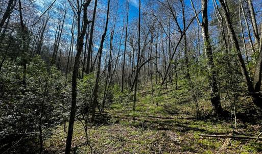Photo #22 of Off Pole Bridge Road, Stuart , VA 41.2 acres