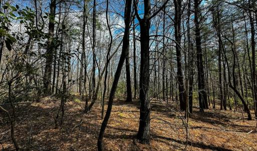 Photo #25 of Off Pole Bridge Road, Stuart , VA 41.2 acres