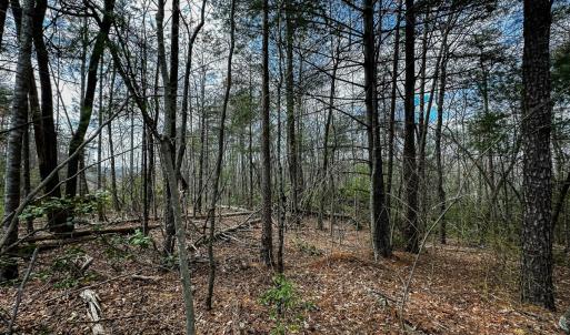 Photo #27 of Off Pole Bridge Road, Stuart , VA 41.2 acres