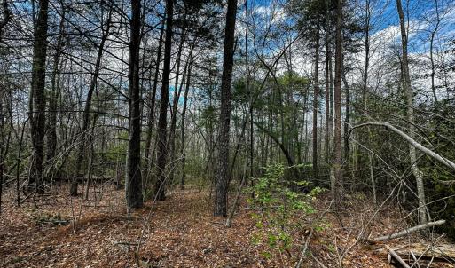 Photo #28 of Off Pole Bridge Road, Stuart , VA 41.2 acres