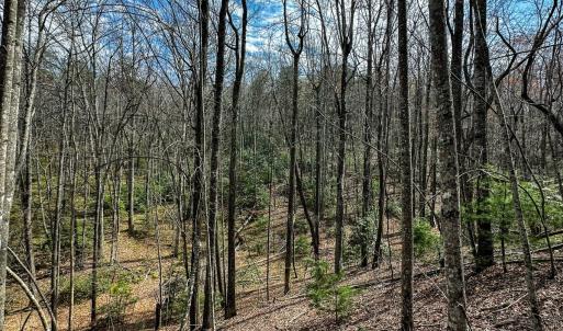 Photo #31 of Off Pole Bridge Road, Stuart , VA 41.2 acres