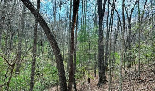 Photo #34 of Off Pole Bridge Road, Stuart , VA 41.2 acres