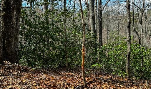 Photo #6 of Off Pole Bridge Road, Stuart , VA 41.2 acres