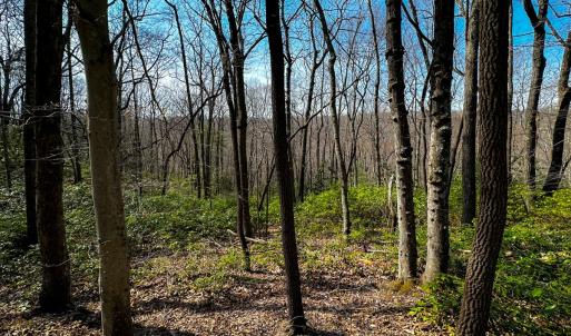 Photo #11 of Off of Blueberry Lane, Stuart, VA 48.1 acres