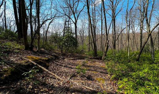Photo #12 of Off of Blueberry Lane, Stuart, VA 48.1 acres