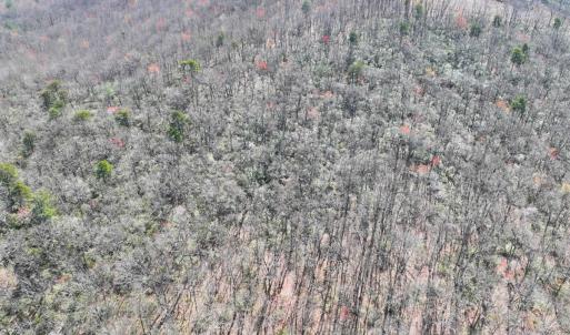 Photo #13 of Off of Blueberry Lane, Stuart, VA 48.1 acres