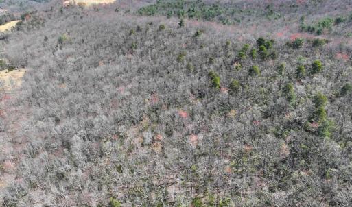 Photo #14 of Off of Blueberry Lane, Stuart, VA 48.1 acres