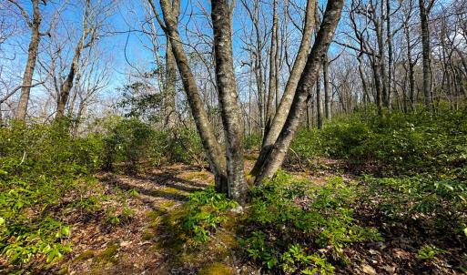 Photo #15 of Off of Blueberry Lane, Stuart, VA 48.1 acres