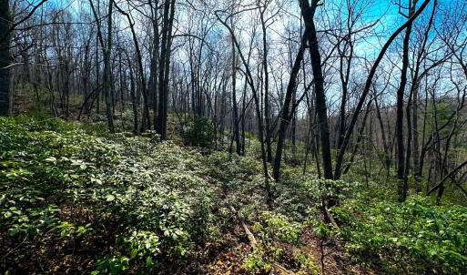Photo #16 of Off of Blueberry Lane, Stuart, VA 48.1 acres